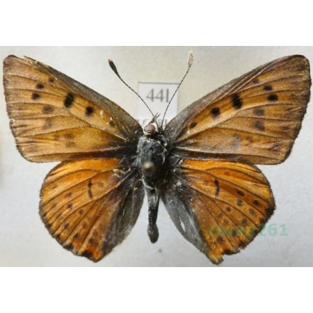 Lycaena alciphron (Rottemburg, 1775) male Czerwończyk zamgleniec Bulgaria44l